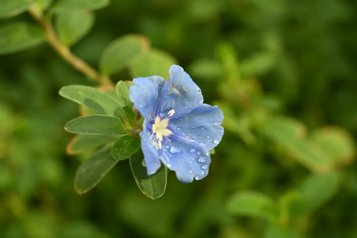 A blue flower with water droplets, photographed inside Seoul Botanic Park's greenhouse.