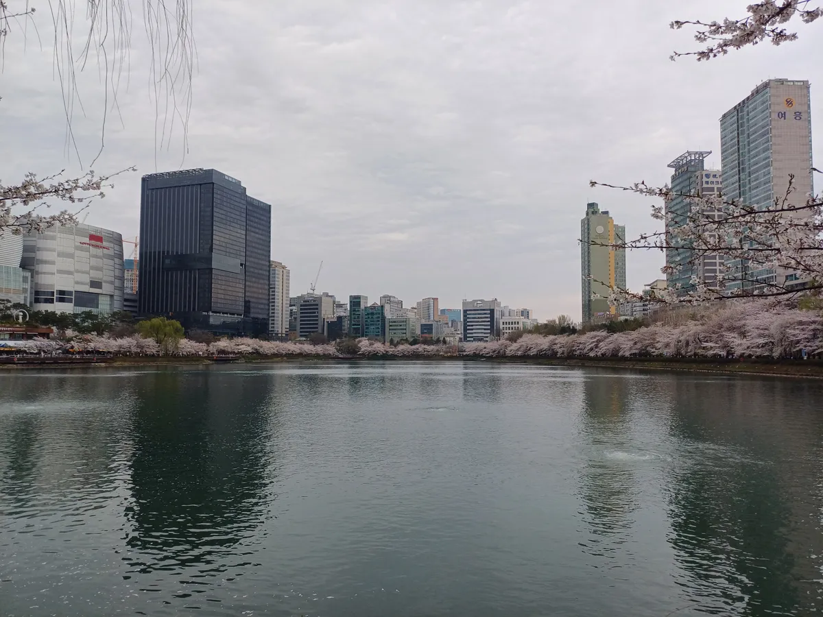 Cherry blossoms along Seokchon Lake with city buildings beyond the opposite shore.